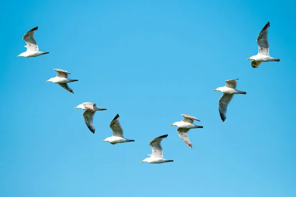 Single seagull sequence flying in the sky in Ireland Royalty Free Stock Photos