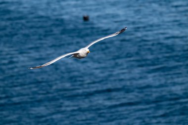 İrlanda 'da gökyüzünde uçan tek bir martı.