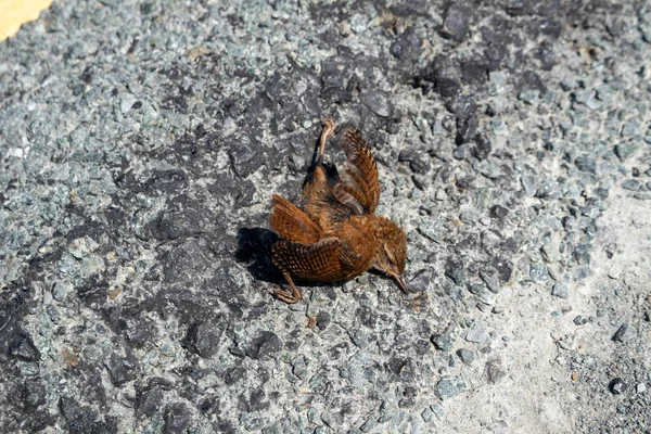 Bebé pájaro cayó del árbol y muerto en la calle — Foto de Stock