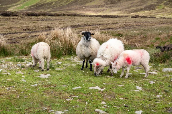 Ovelhas a caminho de Benbulbin em County Sligo - Donegal — Fotografia de Stock