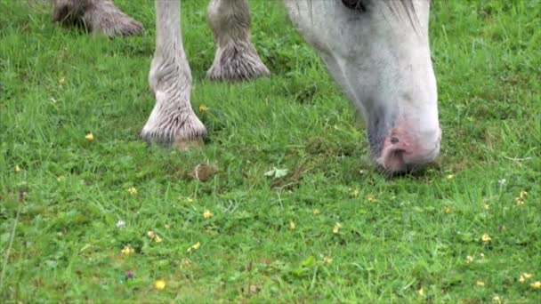 Vahşi at County Donegal - İrlanda 'da ot yiyor. — Stok video