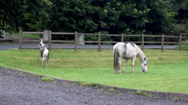 Donegal İlçesi 'nde yabani at ot yiyor - İrlanda — Stok video