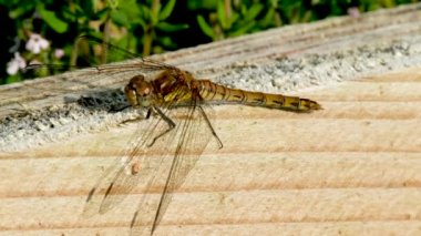 Donegal İlçesi 'nde Yaygın Darter Yusufçuğu - Sempetrum Striolatum - İrlanda.