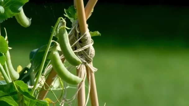 Suikererwten in de tuin van county Donegal - Ierland — Stockvideo