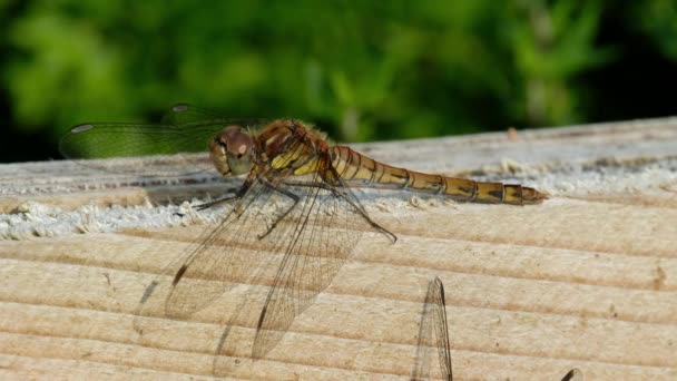 Primo piano della libellula di Common Darter - sympetrum striolatum - nella contea di Donegal - Irlanda. — Video Stock