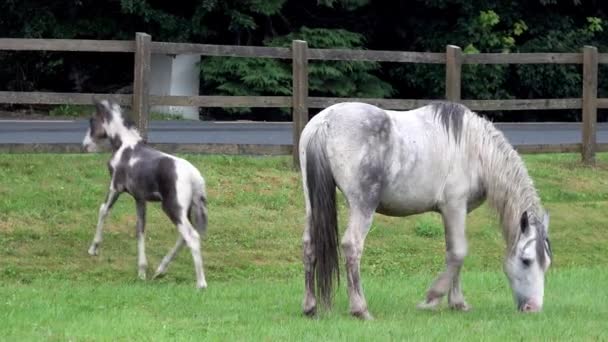 Divoký kůň jí trávu v hrabství Donegal - Irsko — Stock video