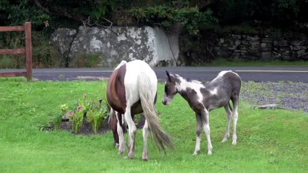 Vahşi at County Donegal - İrlanda 'da ot yiyor. — Stok video