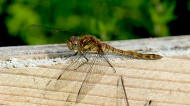 Donegal İlçesi 'nde Yaygın Darter Yusufçuğu - Sempetrum Striolatum - İrlanda.