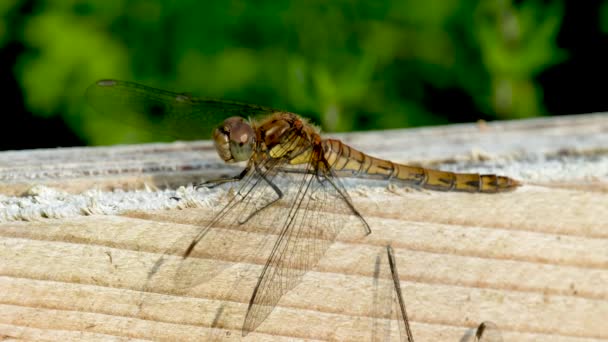 Закрытие Common Darter dragonfly - sympetrum striolatum - в графстве Донегал, Ирландия. — стоковое видео