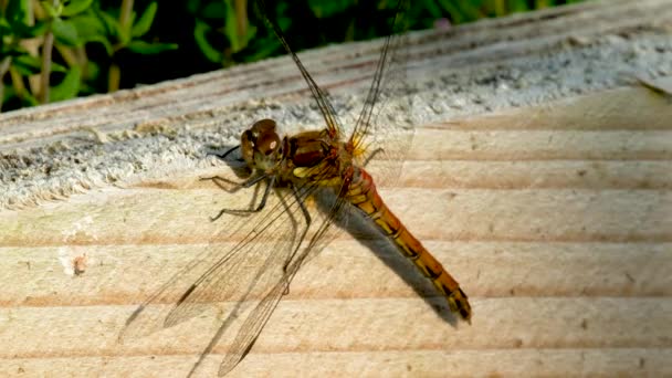 Detail Common Darter Vážka - sympetrum striolatum - v hrabství Donegal - Irsko. — Stock video