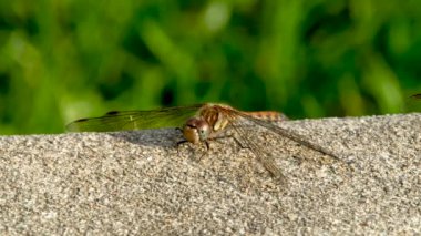Donegal İlçesi 'nde Yaygın Darter Yusufçuğu - Sempetrum Striolatum - İrlanda.