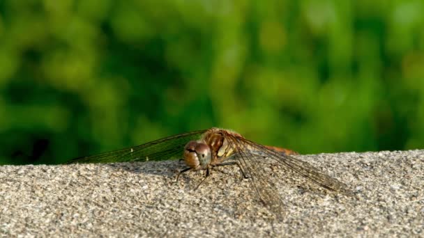 Närbild av Common Darter dragonfly - sympetrum striolatum - i grevskapet Donegal - Irland. — Stockvideo