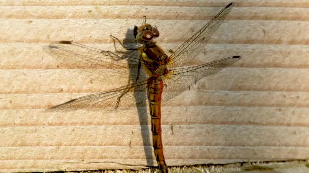 Primer plano de la libélula común Darter - sympetrum striolatum - en el Condado de Donegal - Irlanda. — Vídeos de Stock