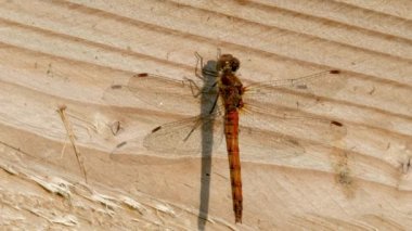 Donegal İlçesi 'nde Yaygın Darter Yusufçuğu - Sempetrum Striolatum - İrlanda.