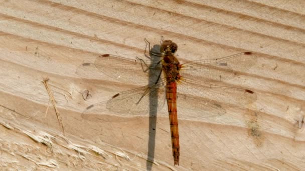 Primer plano de la libélula común Darter - sympetrum striolatum - en el Condado de Donegal - Irlanda. — Vídeos de Stock