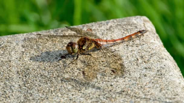 Närbild av Common Darter dragonfly - sympetrum striolatum - i grevskapet Donegal - Irland. — Stockvideo