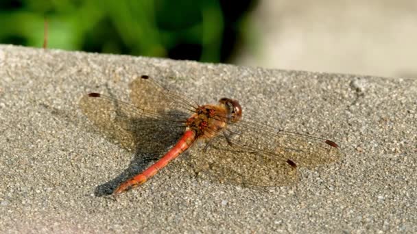 Κλείσιμο του Common Darter dragonfly - sympetrum striolatum - στην κομητεία Donegal - Ιρλανδία. — Αρχείο Βίντεο