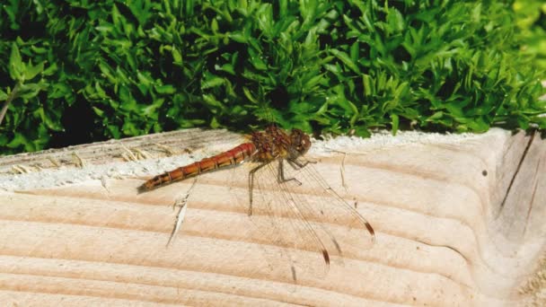 Close up of Common Darter dragonfly - sympetrum striolatum - in County Donegal - Irlanda. — Vídeo de Stock