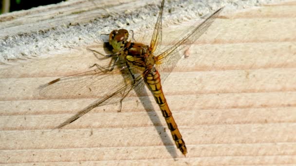 Close up of Common Darter libelle - sympetrum striolatum - in County Donegal - Ierland. — Stockvideo