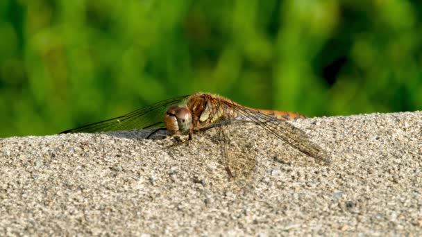 Primer plano de la libélula común Darter - sympetrum striolatum - en el Condado de Donegal - Irlanda. — Vídeos de Stock