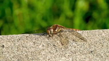 Donegal İlçesi 'nde Yaygın Darter Yusufçuğu - Sempetrum Striolatum - İrlanda.