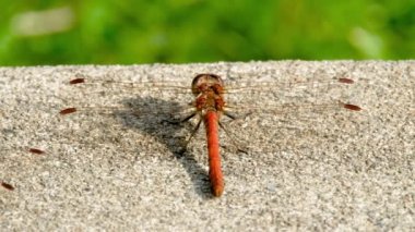 Donegal İlçesi 'nde Yaygın Darter Yusufçuğu - Sempetrum Striolatum - İrlanda.