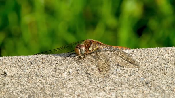 Detail Common Darter Vážka - sympetrum striolatum - v hrabství Donegal - Irsko. — Stock video