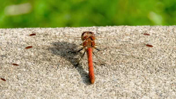 Close up of Common Darter dragonfly - sympetrum striolatum - in County Donegal - Irlanda. — Vídeo de Stock