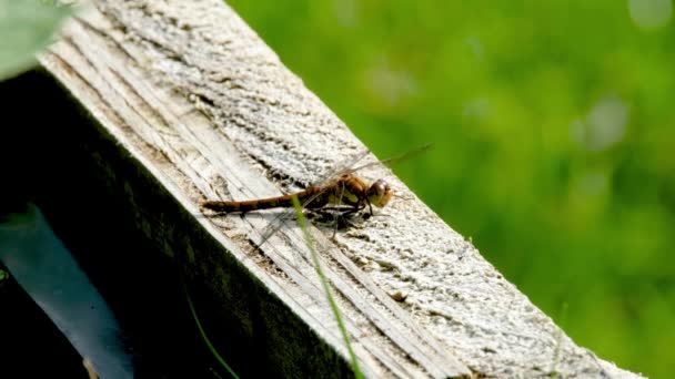 Primer plano de la libélula común Darter - sympetrum striolatum - en el Condado de Donegal - Irlanda. — Vídeo de stock