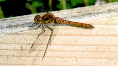 Donegal İlçesi 'nde Yaygın Darter Yusufçuğu - Sempetrum Striolatum - İrlanda.