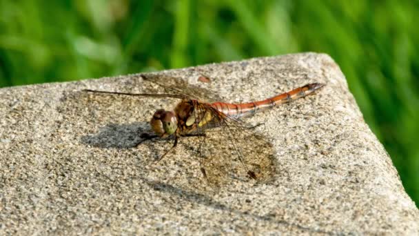 Close up of Common Darter dragonfly - sympetrum striolatum - in County Donegal - Irlanda. — Vídeo de Stock