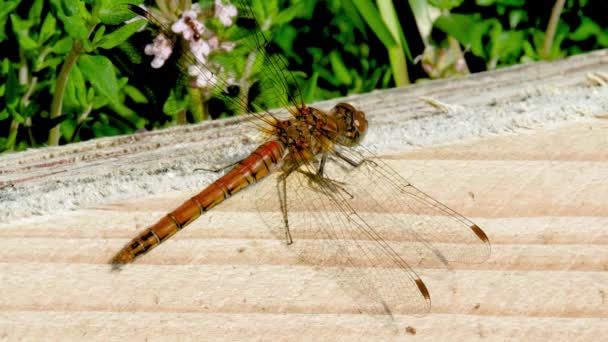 Close up of Common Darter dragonfly - sympetrum striolatum - in County Donegal - Irlanda. — Vídeo de Stock