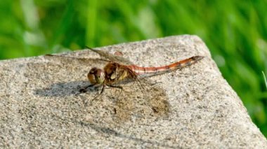 Donegal İlçesi 'nde Yaygın Darter Yusufçuğu - Sempetrum Striolatum - İrlanda.