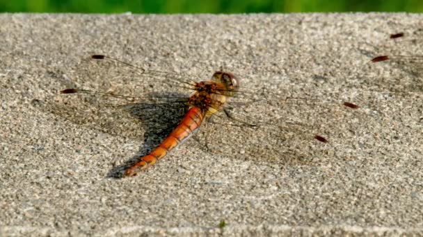 Close up of Common Darter libelle - sympetrum striolatum - in County Donegal - Ierland. — Stockvideo
