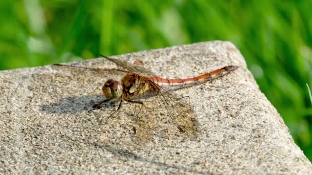 Κλείσιμο του Common Darter dragonfly - sympetrum striolatum - στην κομητεία Donegal - Ιρλανδία. — Αρχείο Βίντεο