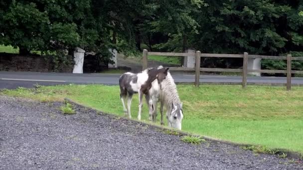 Wildpferd frisst Gras in County Donegal - Irland — Stockvideo