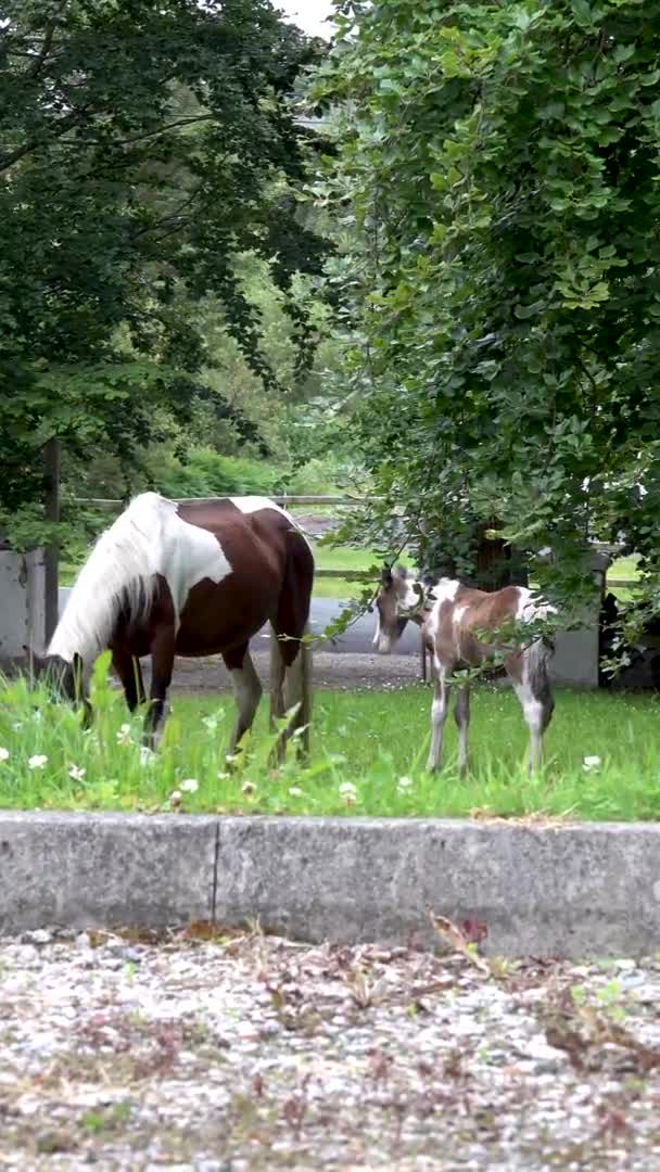 Caballos visitando jardín ion Irlanda - Mare y recién nacido caballo bebé — Vídeos de Stock