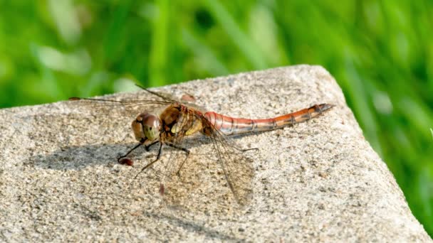 Primer plano de la libélula común Darter - sympetrum striolatum - en el Condado de Donegal - Irlanda. — Vídeos de Stock