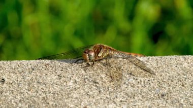 Donegal İlçesi 'nde Yaygın Darter Yusufçuğu - Sempetrum Striolatum - İrlanda.