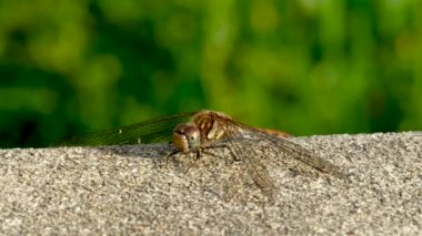 Donegal İlçesi 'nde Yaygın Darter Yusufçuğu - Sempetrum Striolatum - İrlanda.