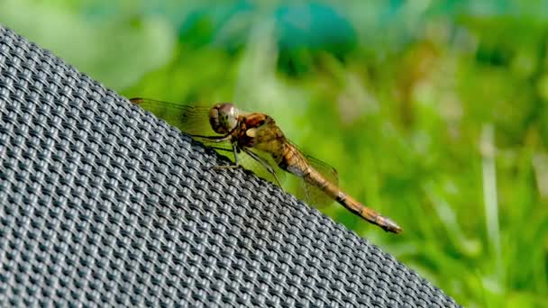 Κλείσιμο του Common Darter dragonfly - sympetrum striolatum - στην κομητεία Donegal - Ιρλανδία. — Αρχείο Βίντεο