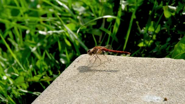 Närbild av Common Darter dragonfly - sympetrum striolatum - i grevskapet Donegal - Irland. — Stockvideo