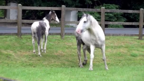 Le cheval sauvage mange de l'herbe dans le comté de Donegal - Irlande — Video