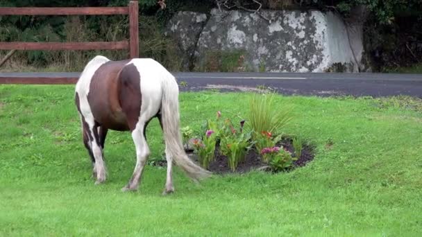 Vahşi at County Donegal - İrlanda 'da ot yiyor. — Stok video