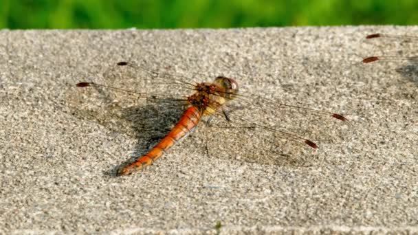 Close up of Common Darter dragonfly - sympetrum striolatum - in County Donegal - Ireland. — Stock Video