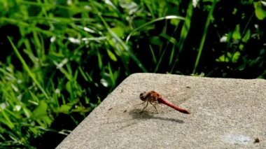 Donegal İlçesi 'nde Yaygın Darter Yusufçuğu - Sempetrum Striolatum - İrlanda.