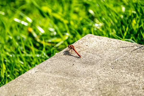 Blisko wspólnej ważki Darter - sympetrum striolatum - w hrabstwie Donegal - Irlandia. — Zdjęcie stockowe