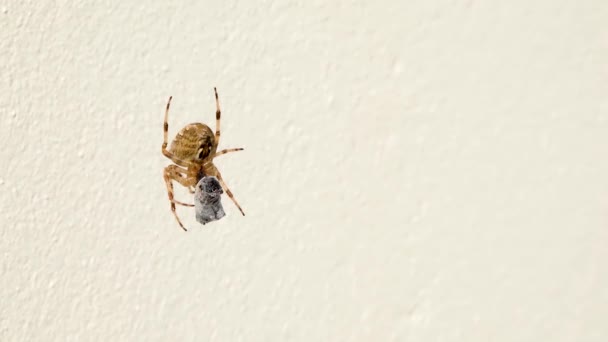 Cruz Orbe tejedor araña comer presa en Irlanda - Vista desde la parte inferior — Vídeo de stock