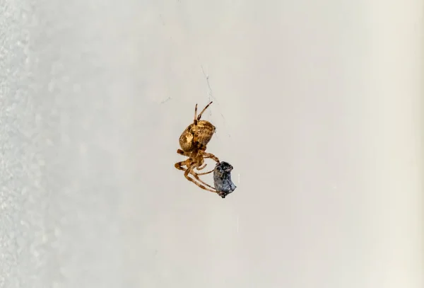 Cross Orb weaver spider eating prey in Ireland - View from the underside — Stock Photo, Image
