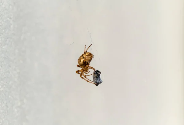 Cruz Orbe tejedor araña comer presa en Irlanda - Vista desde la parte inferior — Foto de Stock